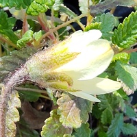 Dryas suendermannii